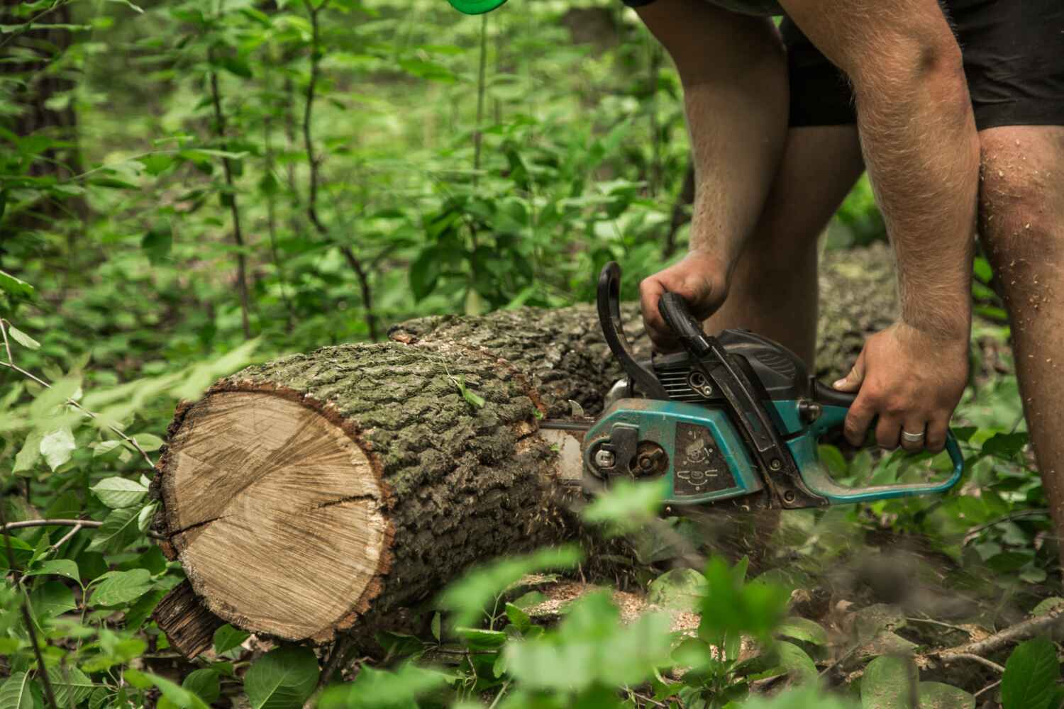 Best Dead Tree Removal  in Orchard Hills, PA